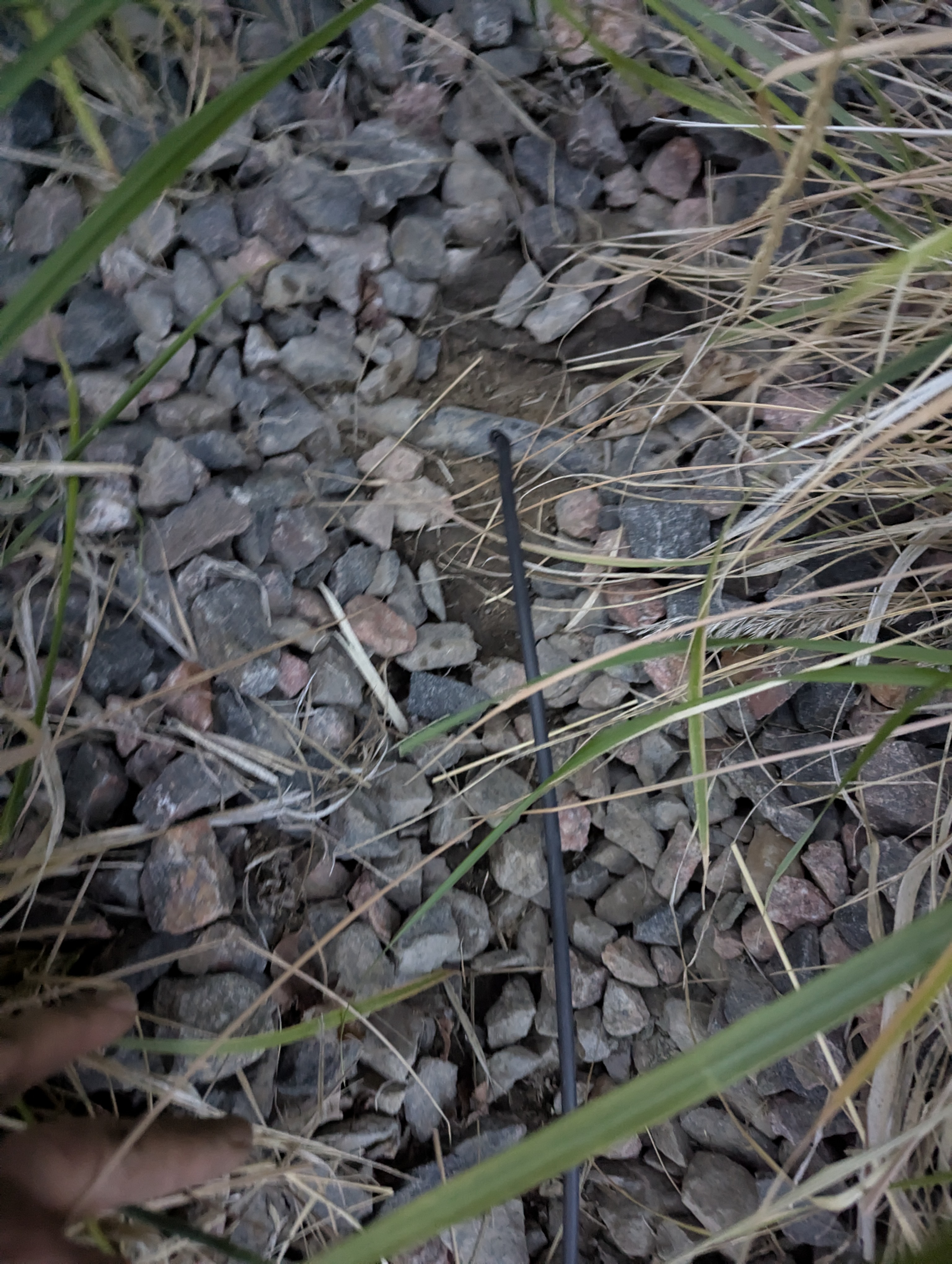 Tree Ring, Home Improvement, Morrison, Colorado